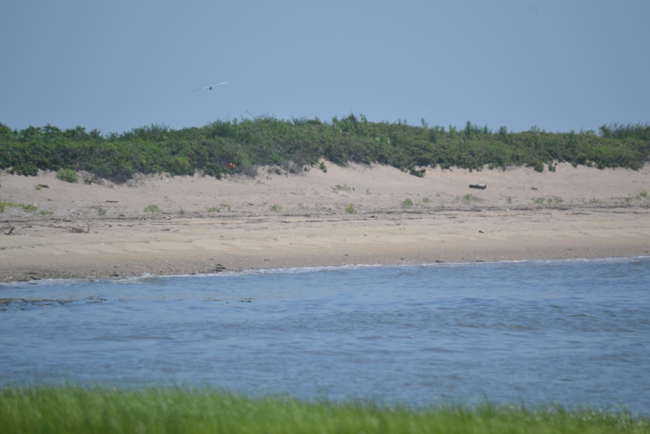 Stable shoreline has dry sand beach above mean high water backed by a vegetated sand dune.