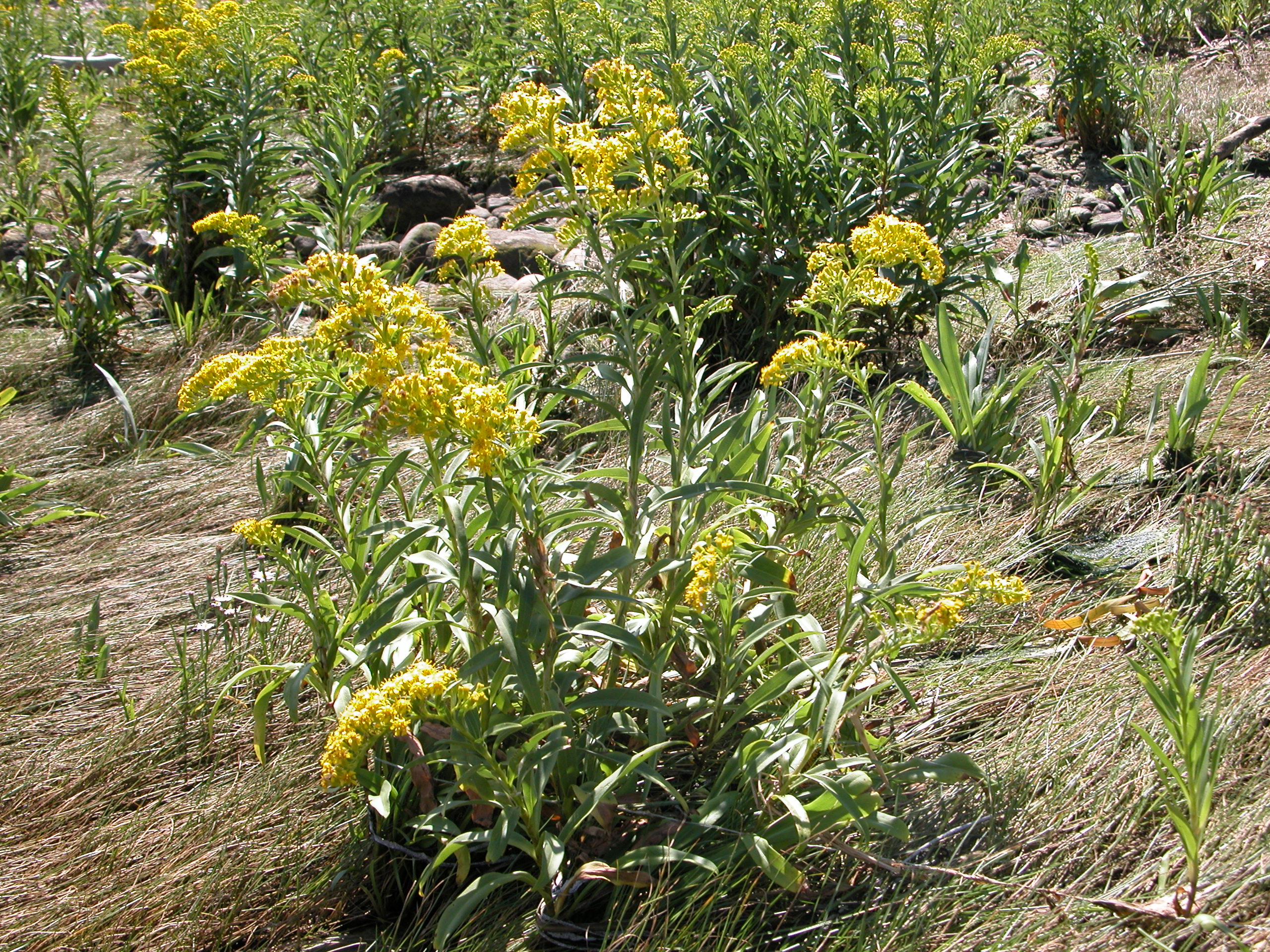 Seaside goldenrod, showing yellow flower cluster atop narrow green leaves.