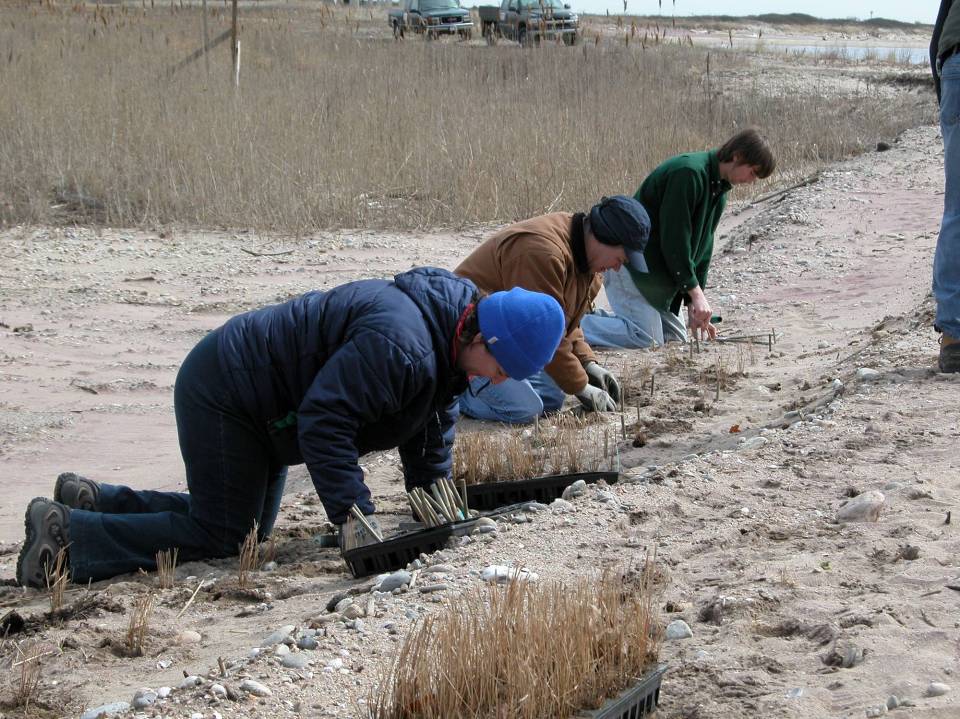 Planting beach grass in Fenwixk. 