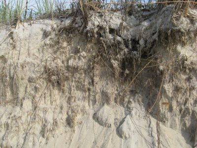 Extensive root system on American beach grass. 